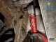 Máy siết bu lông góc Milwaukee M12 FRAIWF12-0B (bare)